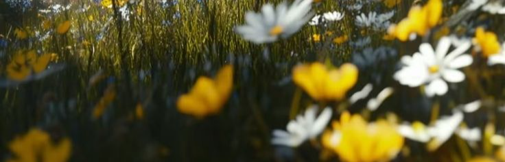 ایمان عابدی