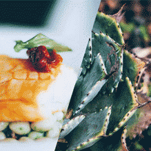 اسلایدر تصاویر svg متحرک