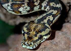 10 کتابخانه برتر علوم داده در python